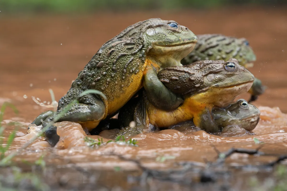 A pile of three bullfrogs (female presumably at the bottom) in a pool of muddy water.