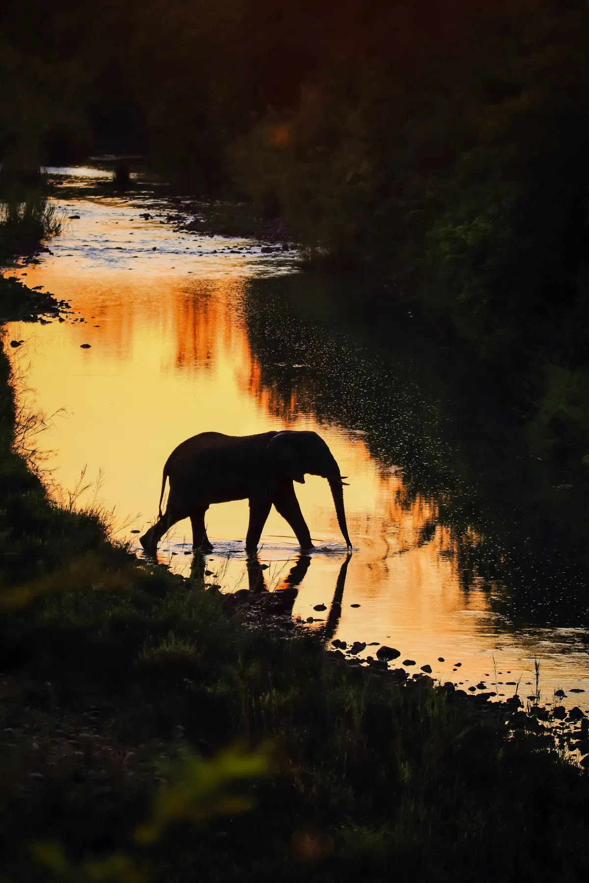 A silhouette of a lone elephant crossing a narrow river, the water brightly lit up in yellows and golds.