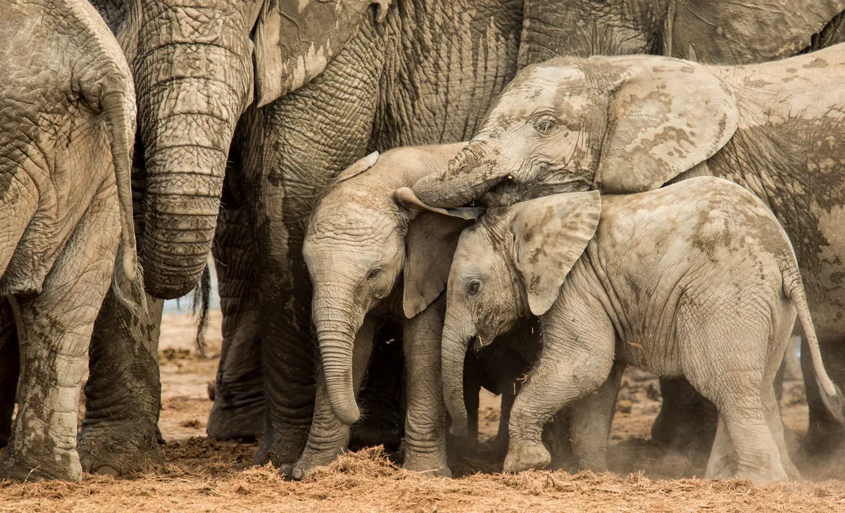 Two small and one medium elephant huddle tightly together, protected by fully grown elephants.