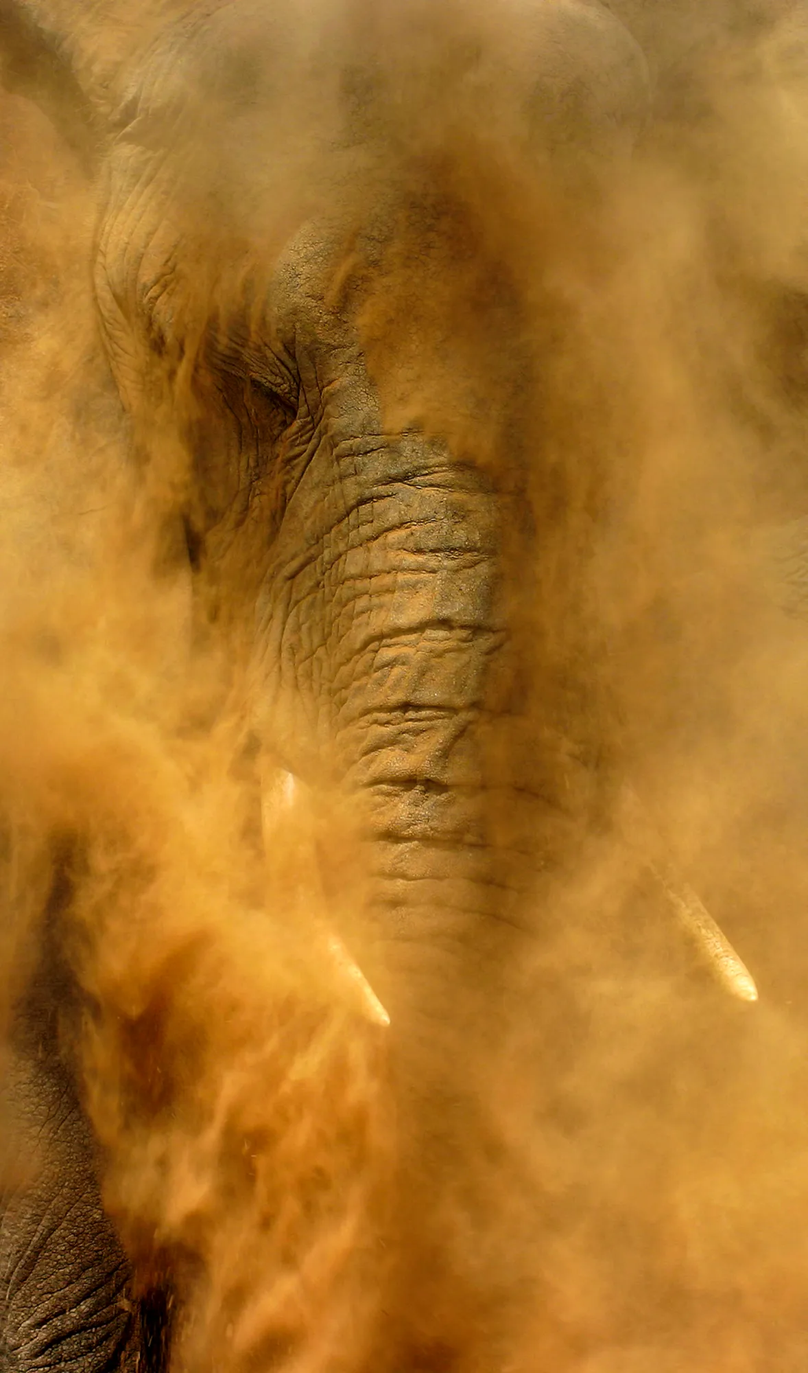 A close-up photograph of an elephant’s head and trunk, surrounded by swirling dust that is various shades of orange and brown in the light.