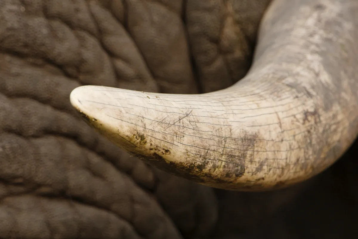 A close up of the tip of an elephant’s tusk, which is curved at the end.