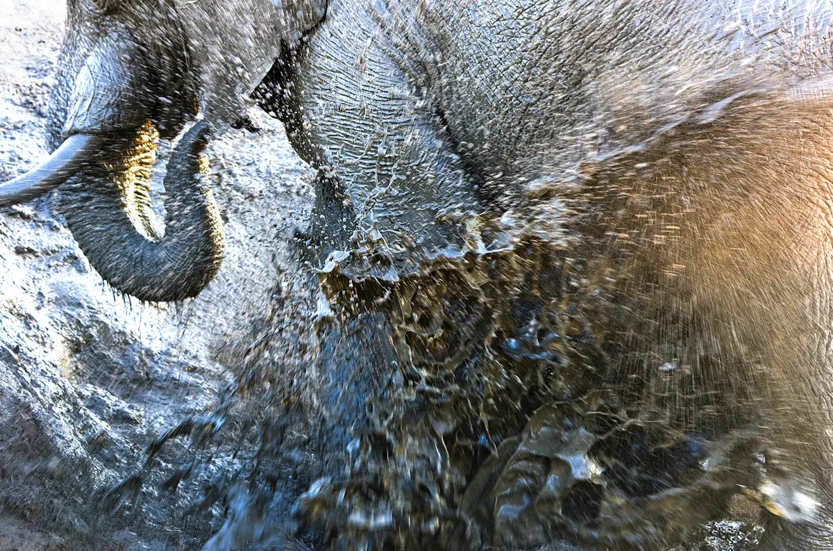 Close-up, side photo of an elephant that’s just sprayed water from its trunk, with the water spraying in different directions. The muddy water is almost the same colour as the elephant.