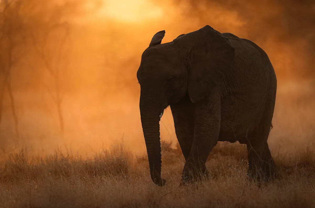 A solitary elephant walks along a grassy plain, against a glorious sunlit sky.