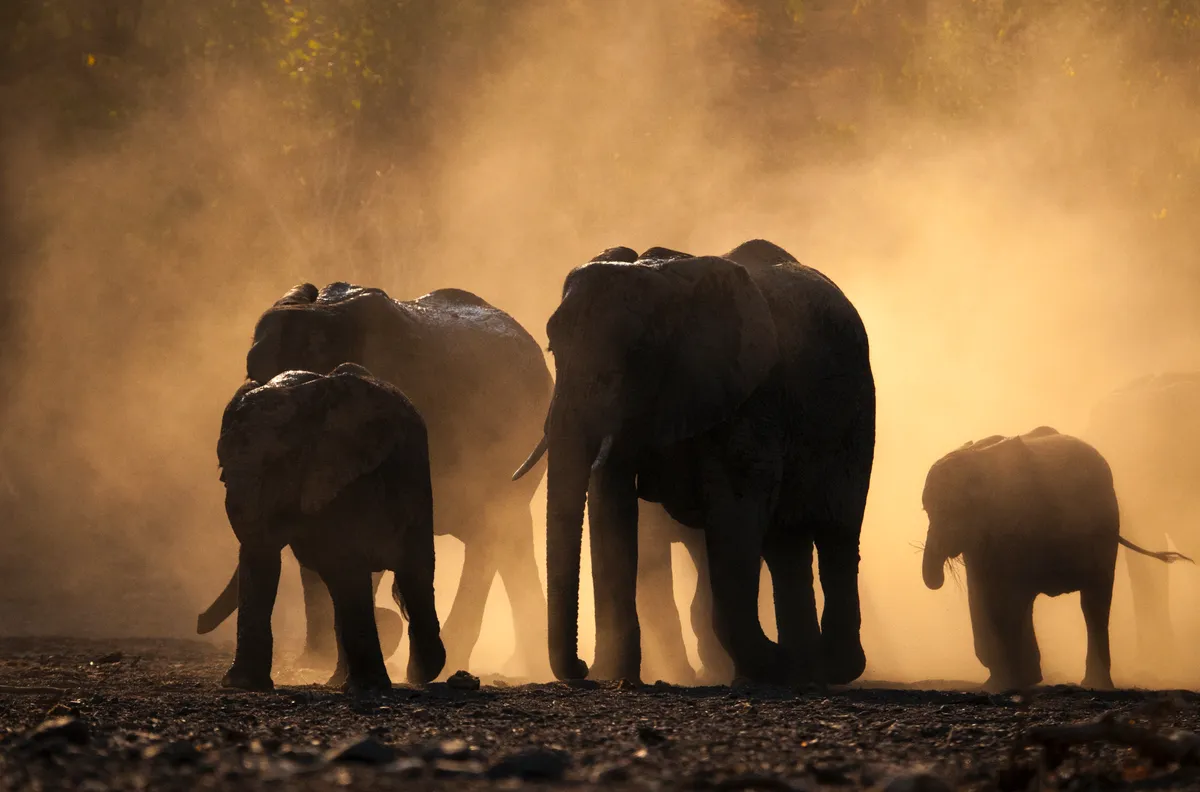 A herd of elephants walk towards the camera against a backdrop of pale orange light as the sun peaks through.