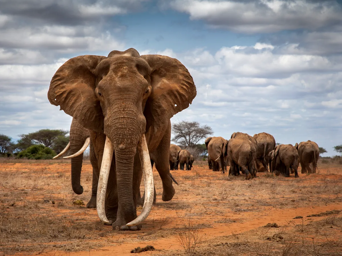 A huge bull elephant, with tusks that almost touch the ground, looks directly into the camera, with ears outstretched. In the background, about a dozen other members of the herd are walking away.