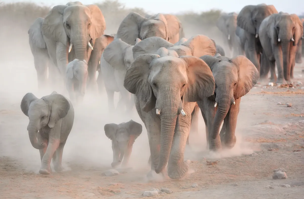 A large group of elephants makes its way along a dusty track during the day. At the front of the herd is a baby, flanked by a bigger youngster and older elephants.