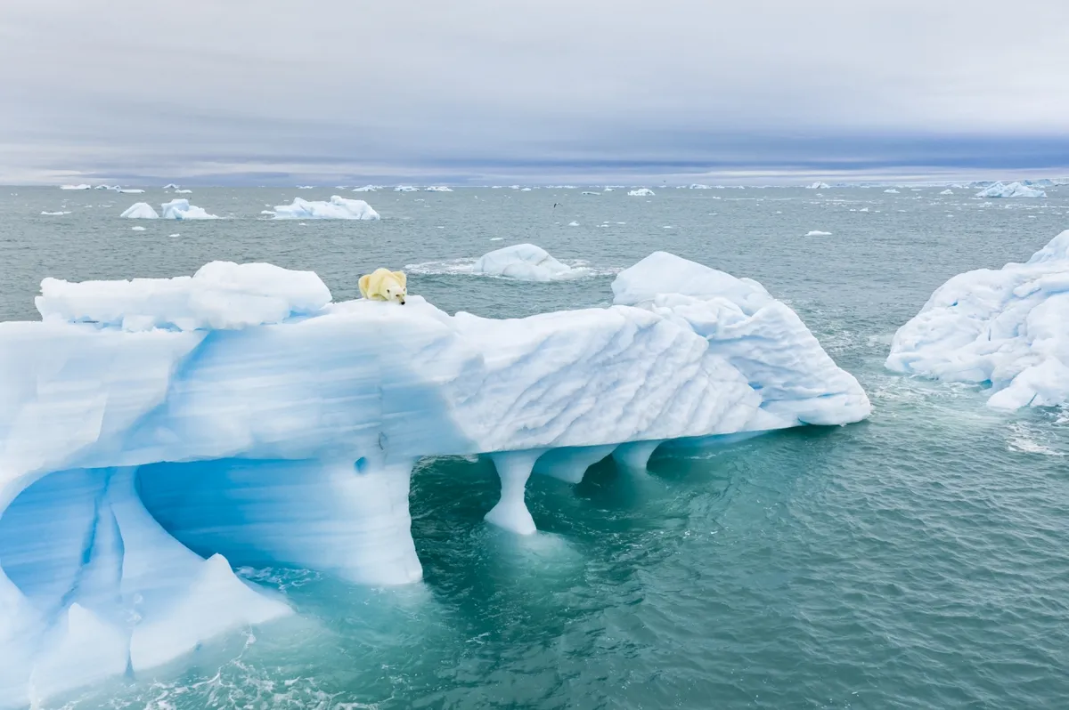 Blue-white icebergs float in a darker blue ocean. A large one in the foreground has a number of arches where it touches the water, and on the top, a polar bear is lying and watching for seals.