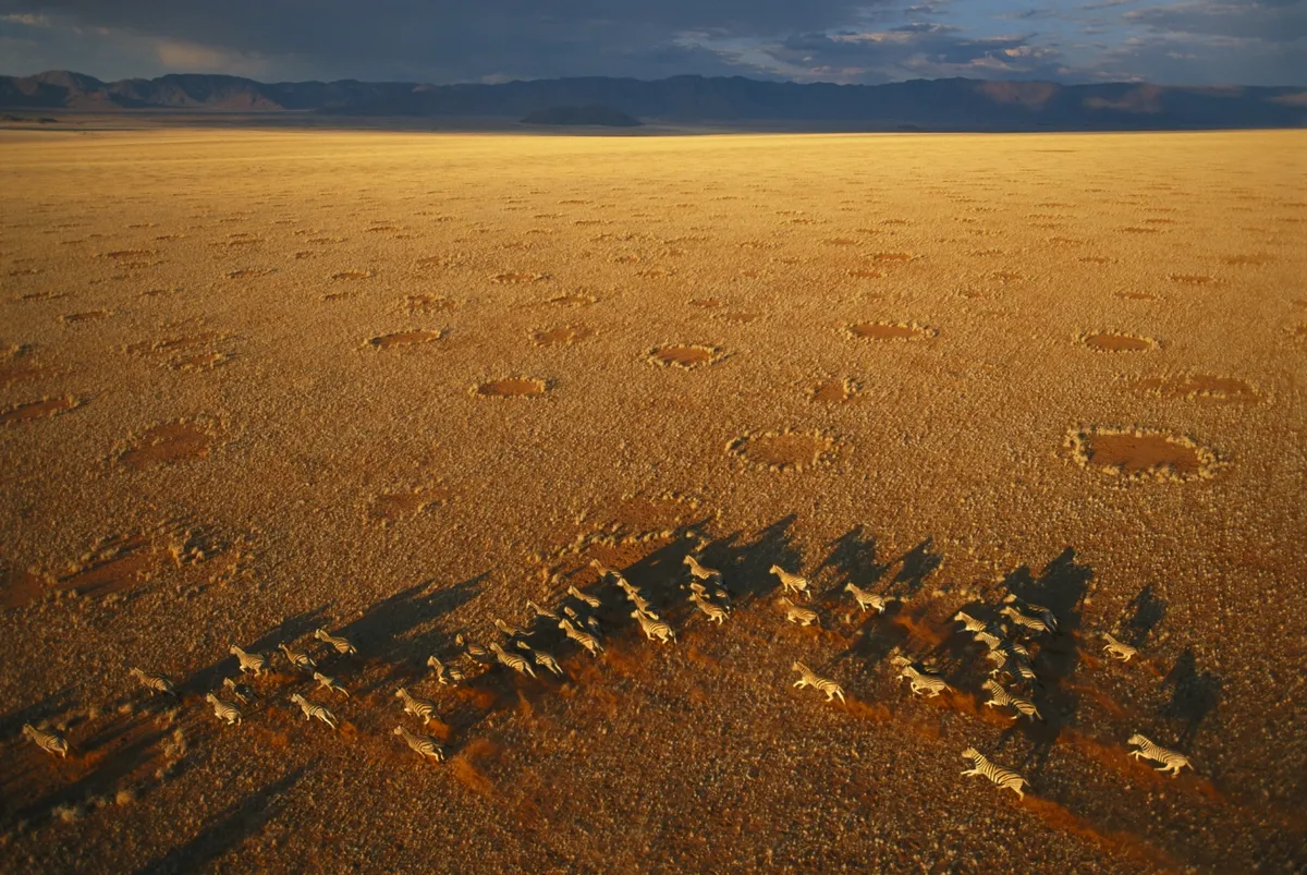 Aerial photo of sunlit golden grassy plain, with dark cloudy mountains in the background. In the foreground, a herd of about 40 zebras are running