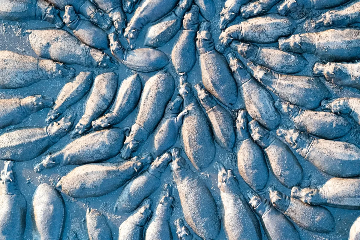 Aerial photo of a group of closely-packed hippopotamus in the sunshine. The whole frame is filled with their bodies, wallowing in very muddy water.