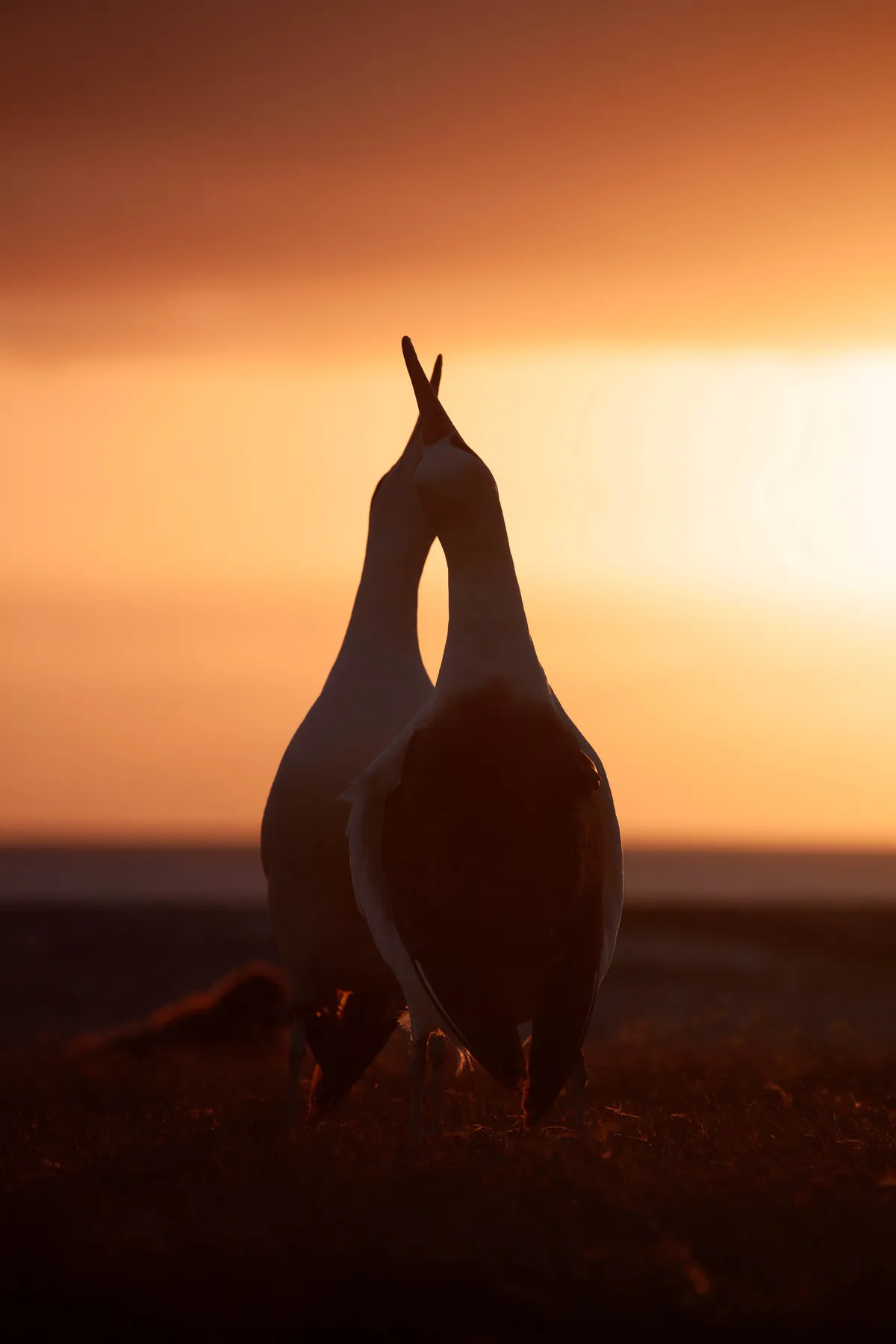 A pair of albatrosses are silhouetted against an orange sky, pointing their beaks upwards together.