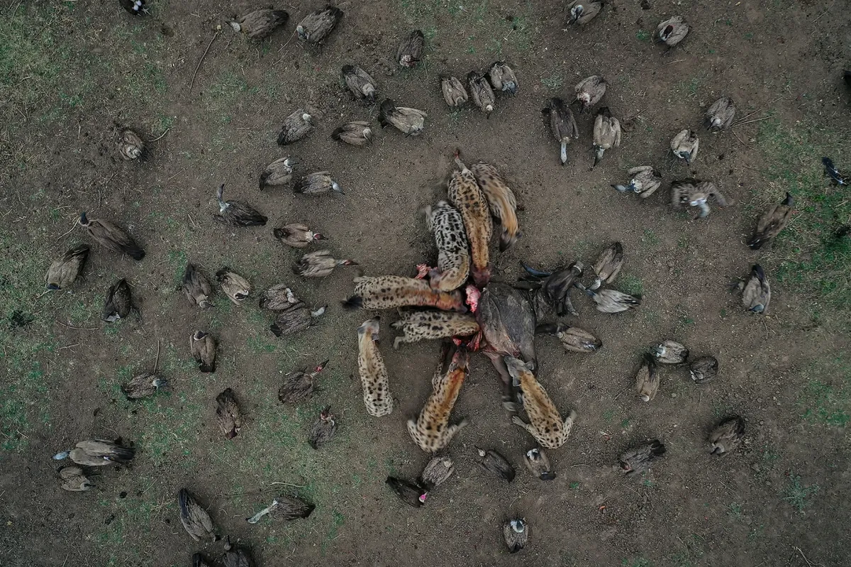 Aerial photo of the carcass of a buffalo with eight hyenas feeding on it. Around them, vultures are waiting for their turn.