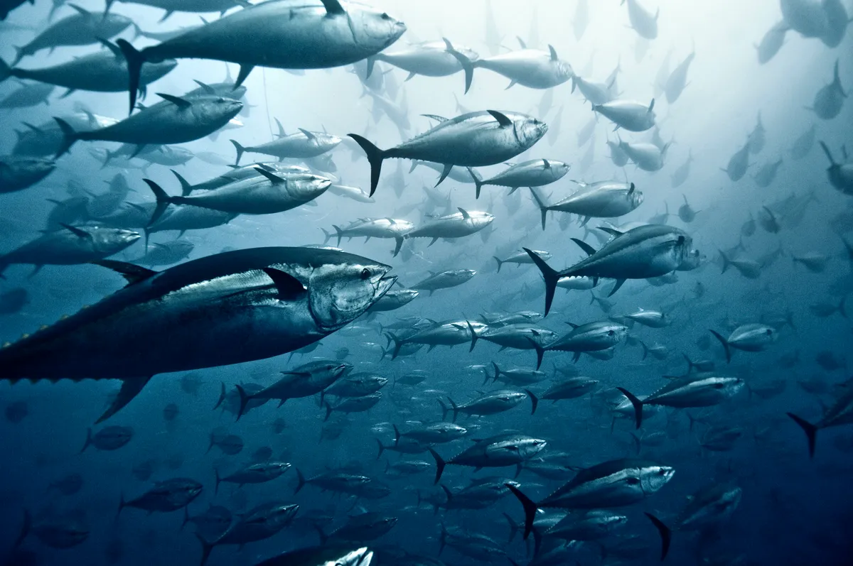 A shoal of yellowfin tuna. © Giordano Cipriani/Getty Images