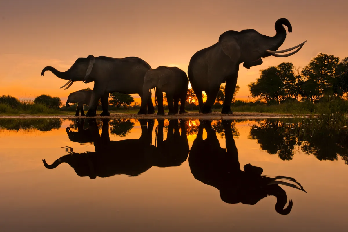 The sun sets in a pink-orange sky behind four silhouetted elephants down by the waterside, creating a mirror image of the beasts on the water.