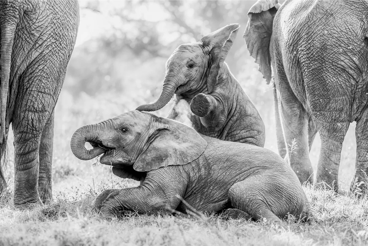 A black and white image of a playful youngster touching its older sibling with its trunk and raising its front leg as the sibling sits on the ground, closely protected by two grown ups.