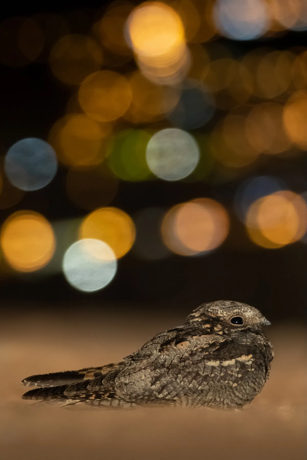 Category: 14-17 years. Silver Award winner. THE NIGHTJAR: European nightjar. © Daniel Martinez (Spain)/Bird Photographer of the Year