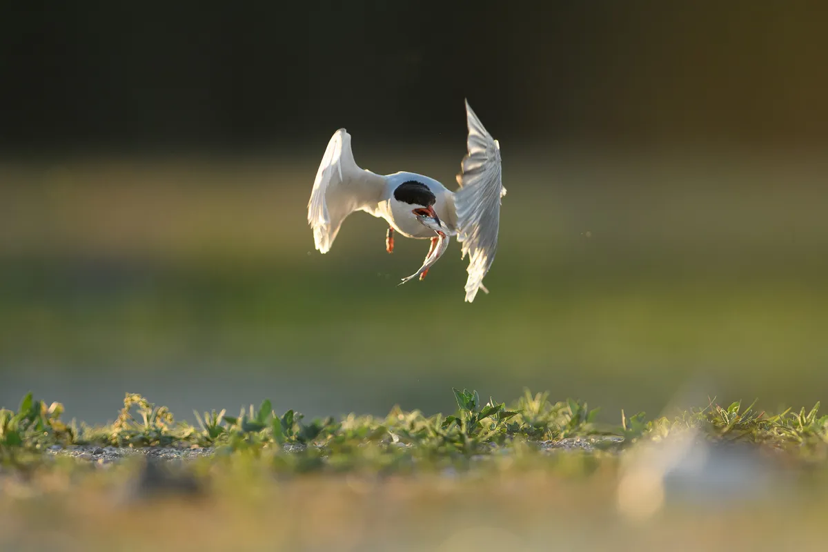 Category: 8 and under. Silver Award winner. SUDDEN TURN OF A TERN. © Filip Niziolek (Poland)/Bird Photographer of the Year