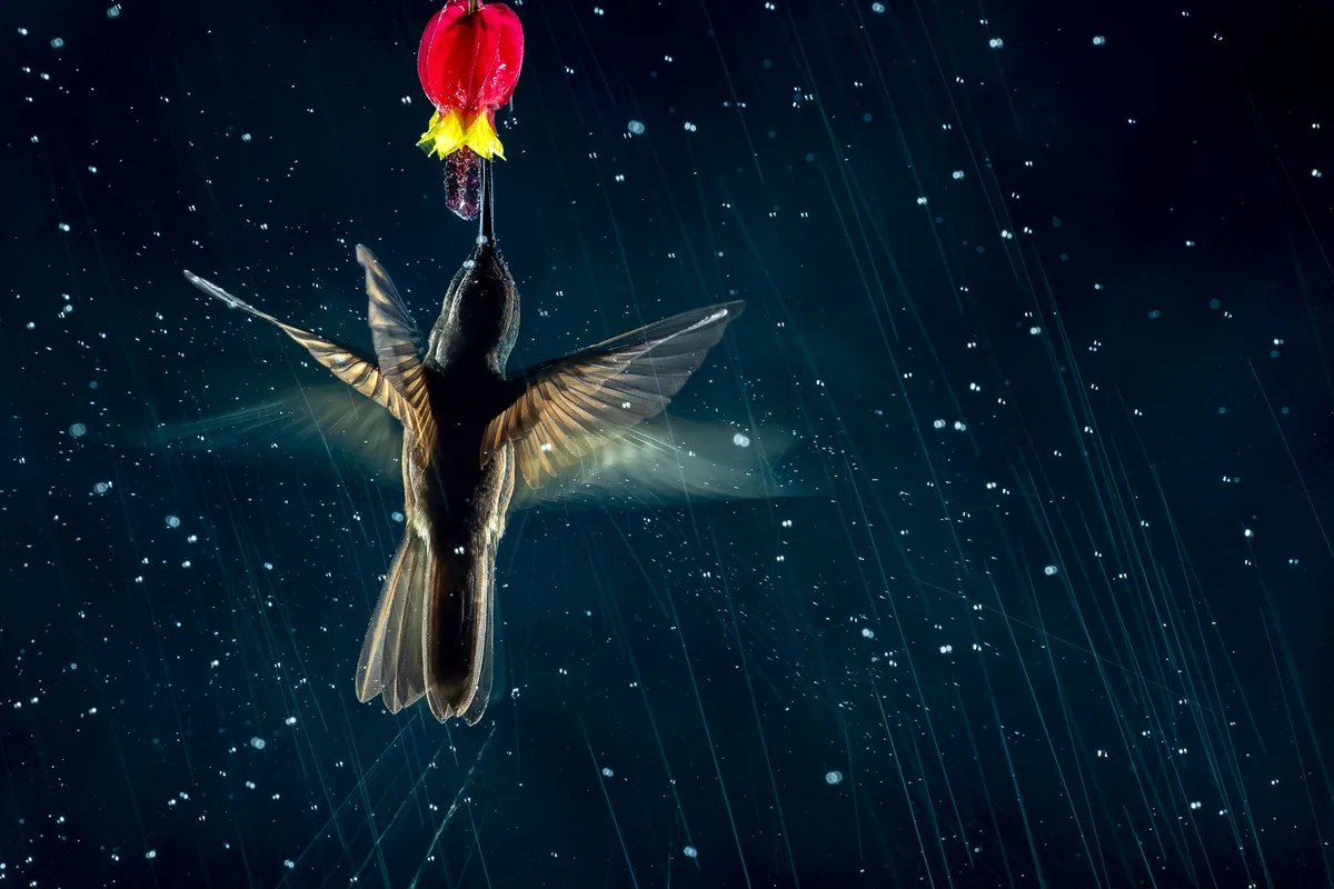 Category: Birds in flight. Silver Award winner. THE ART OF MOTION: hummingbird. © Nicolas Reusens (Spain)/Bird Photographer of the Year