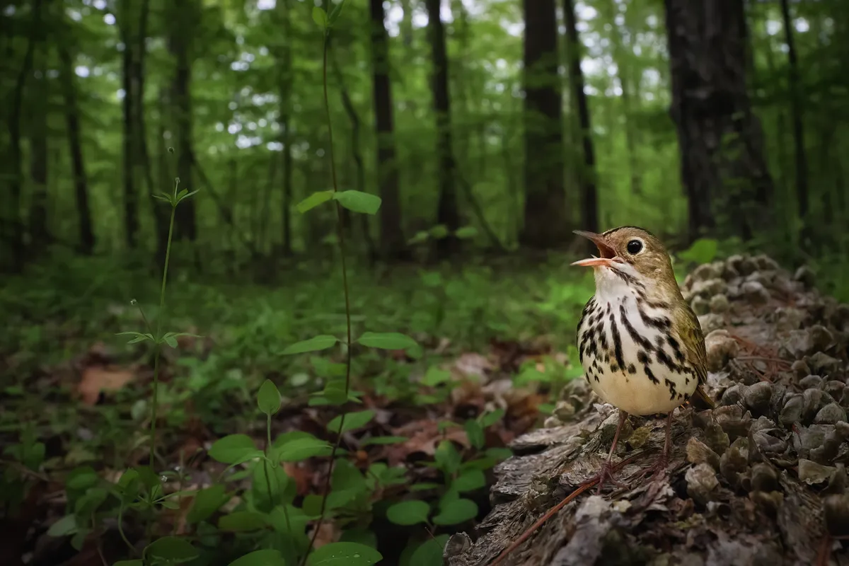 Category: Birds in the environment. Silver Award winner. CLAIMING THE FOREST FLOOR: Ovenbird. © Joshua Galicki (USA)/Bird Photographer of the Year