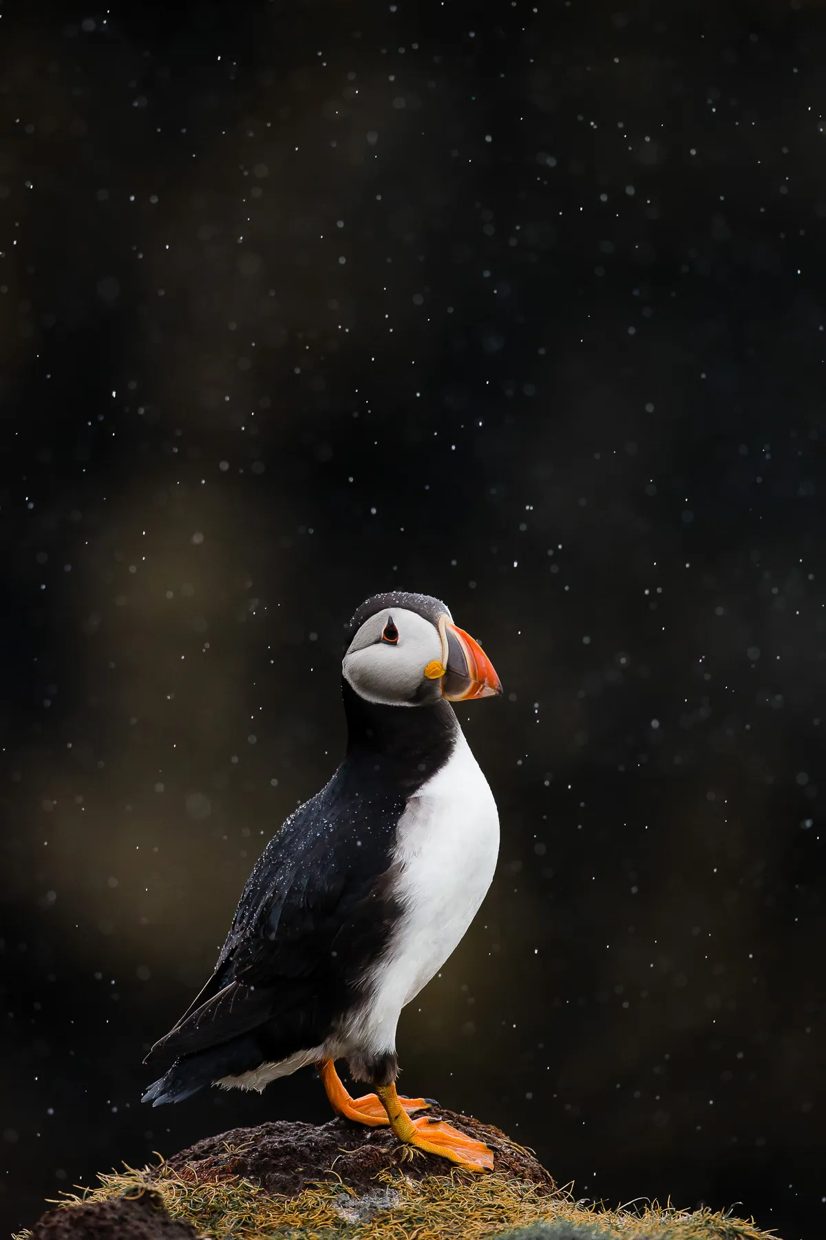 Category: Portfolio Award gold award winner. STANDING IN THE RAIN: Atlantic puffin. © Kevin Morgans (UK) /Bird Photographer of the Year