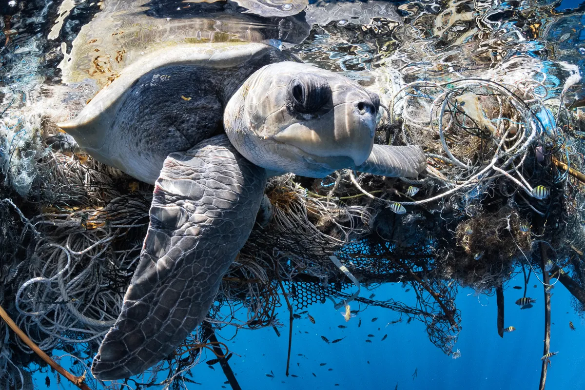 Olive ridley turtle (Lepidochelys olivacea) female entangled in a very large ghost fishing net in the Indian Ocean. March 2014. The Food and Agriculture Organization estimates that 179 million tonnes of seafood were captured in 2018, sustenance for much of the world’s population. There is however a hidden cost. Sometimes fishing gear is lost at sea or possibly intentionally discarded. Such ghost nets and lines can become entangled and form large rafts, floating death traps for many sea birds, fish, reptiles like this turtle, dolphins, whales and more. Photographer Tony Wu came across this olive ridley turtle (Lepidochelys olivacea) caught in one such mass of entwined rope, net and hooks that was many metres across. This female turtle was helpless, her left rear flipper entangled, line wrapped tight and no doubt pulled taught from her efforts to break free. She was exhausted, parched and overheated from continual exposure to the equatorial sun. Wu did his best to calm the turtle, while another friend slowly cut fishing lines, one by one, taking care to avoid injuring her. After a painstaking 15 minutes or so, she was free. When she gathered the strength, the turtle swam toward Wu, directly into him a few times, then under him, then alongside. He says: “I stroked her shell as she regained her composure until she was finally able to summon enough strength to dive. She was weak, particularly the flipper that had been most entangled, but she was able to descend beyond visible depth (very slowly), which was a positive sign. There are no easy fixes or answers to this issue, as is true with many other complex situations. One thing is certain though. Understanding and acknowledging the hidden costs of our activities is vital if we are ever to have a hope of finding workable solutions. ‘Out of sight, out of mind,’ as the saying goes, means that all too often, the plight of olive ridley turtles and other collateral damage is not considered.” Mandatory credit: © T