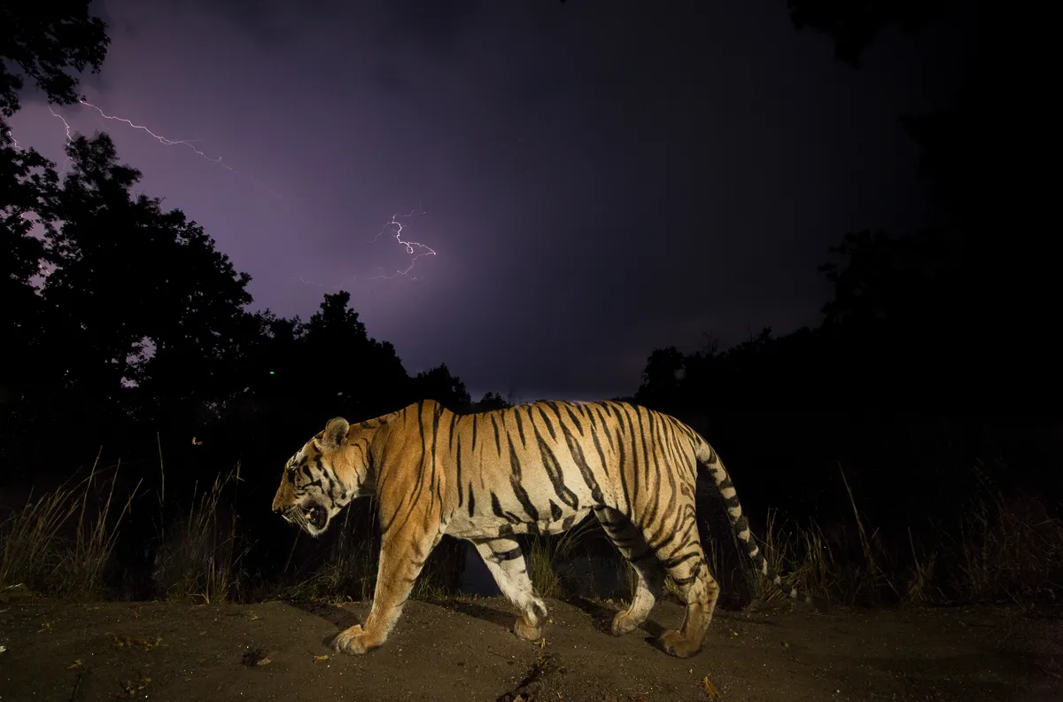 Bengal tiger (Panthera tigris tigris) walking at night dominant male (T29) with monsoon clouds and lightning. Kanha National Park, Central India. Two hundred years ago, an estimated 50,000 tigers roamed India’s lush, unbroken forests. But by the 1970s, centuries of hunting and habitat destruction left fewer than 2,000 wild individuals. In 1973, fearing the extinction of this most magnificent cat, the government declared the tiger India’s national animal, banned hunting and set up a conservation scheme “Project Tiger” in six forest Tiger Reserves. Fifty years of collective effort by government, NGOs, local communities and scientists have raised tiger numbers to around 4000 individuals living in 50 reserves. But the reserves are small, averaging less than 1,500 square kilometres each. The present distribution of tigers in India consists of some isolated metapopulations embedded within landscapes made up of protected reserves, multiple-use forests, agricultural and urban areas. The population of Indian tigers continues to be fragmented by loss of habitat and corridors which connect reserves, this results in inbreeding and potential loss of diversity. If forest corridors remain intact between reserves, they benefit not only tigers but many other larger animals. The Indian Elephant’s survival also depends on corridors so they can travel between reserves. Mandatory credit: © Yashpal Rathore / naturepl.com