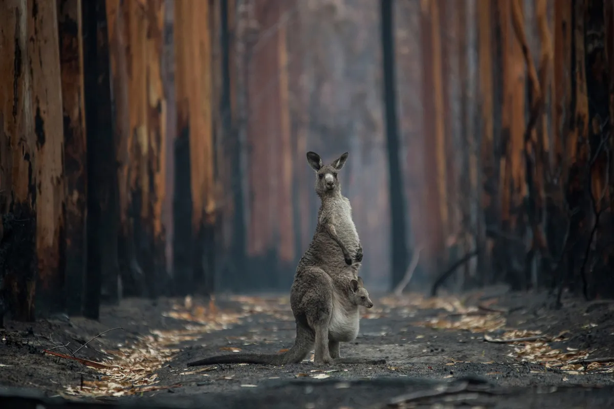 A female kangaroo stands between burnt trees on track looking at the camera, with a joey in her pouch.