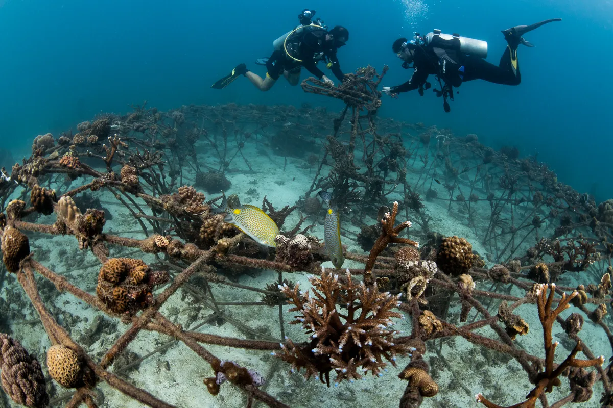 ***Publication of this image is embargoed until 6/10*** Two marine biologists off Koh Tao Island, Thailand, attach fragments of damaged corals onto an electrified metal structure. This has been reported to improve skeletal growth, resilience and resistance to bleaching of these recovered coral fragments, In the past three decades, the Earth has lost 50% of its coral reefs. It was estimated that if the temperature increases by just only 1.5 degrees celsius, up to 90% of the remaining reefs could be lost. If the temperature increases by 2 degrees celsius, virtually all coral (more than 99 percent) will be lost forever. Mandatory credit: © Sirachai Arunrugstichai / naturepl.com At a time when climate-related catastrophes - floods, fires, deadly storms and extreme heat - have become the norm, world leaders are preparing to come together in Glasgow this November for the 2021 United Nations Climate Change Conference – also known as COP26. In the countdown to this landmark event, the Earth Project (tEP), in collaboration with Nature Picture Library (NPL), has organised a photography competition to raise awareness of the huge challenges faced by nature, as well as the impacts of climate change on global ecosystems. The competition launches on 16th September and links to one of the main goals of COP26: to help protect and restore ecosystems in countries adversely affected by climate change. 26 of the world’s leading photographers have come together, to provide eye-witness accounts of nature under threat. The public are being asked to vote on which of these stunning images best reflect the beauty of the natural world and our critical relationship with nature and the environment. Each striking image is accompanied by the back story from behind the camera. As well as helping to increase public awareness of the climate emergency, the winning photographers will receive a donation to an environmental charity of their choice. The awarded images will be promoted during COP2