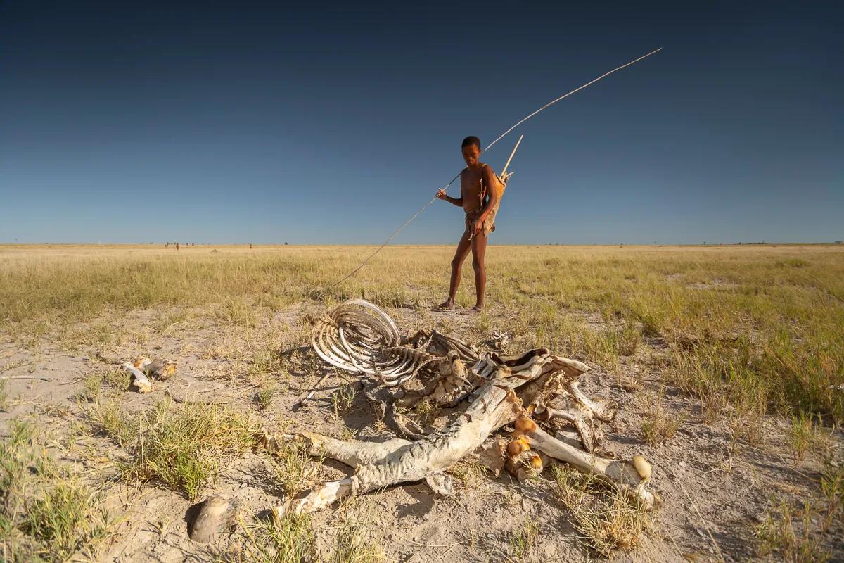 A Zu/’hoasi bushman considers the desiccated carcass of a plains zebra in Botswana’s Makgadikgadi Pans. Every year, tens of thousands of zebra trek further than their more famous counterparts in East Africa, moving between the river systems of the north and the vast pans of the interior. When the rains fail and drought hits, as it did in 2019, the death toll amongst the exhausted animals can be staggering. Climate change is driving more extreme weather events and wildlife, livestock and people all suffer when these already arid regions become even dryer. Historically, Botswana has blocked wildlife movement with vast fences and restricted the rights of its indigenous bushman communities to use ancestral lands. Yet, in the warmer climate of the years ahead, caused by our actions, it is expected that freedom of movement will be key to survival for the wildlife and people living in these remote regions of our planet. Mandatory credit: © Neil Aldridge / naturepl.com