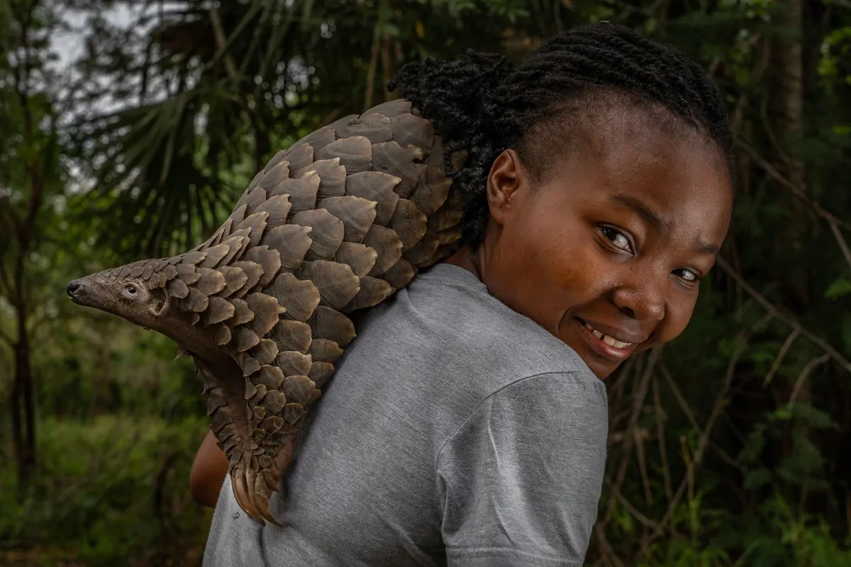 ***Publication of this image is embargoed until 6/10*** Mozambican wildlife veterinarian Mercia Angela on her daily walk with Boogli, a female Cape pangolin confiscated as infant by Gorongosa's law enforcement team. Gorogosa, Mozambique. The pangolin is now one of the rarest and most elusive animals in Africa – in ten years of working in African reserves this one, in Gorongosa National Park, Mozambique, is the only wild pangolin the photographer has ever seen. Pangolins are the only mammals to have large scales made of keratin, which are actually just modified hairs. These charismatic creatures are coveted in Asia for their meat and scales, which are believed to have medicinal properties even though they’re made of the same stuff as human fingernails. Pangolins are one of the most trafficked animals in the world and parks like Gorongosa are critical for their survival. Here, Mozambican wildlife veterinarian Mércia Ângela is pictured on her daily walk with Boogli, a female Cape pangolin that was confiscated as an infant by Gorongosa's law enforcement team. Boogli's mother had already been sold. A few weeks after this photo was taken, Boogli was released back into the wild. The Gorongosa team now rescues pangolins from all over central Mozambique, rehabilitating when necessary and then releasing them. Mandatory credit: © Jen Guyton / naturepl.com At a time when climate-related catastrophes - floods, fires, deadly storms and extreme heat - have become the norm, world leaders are preparing to come together in Glasgow this November for the 2021 United Nations Climate Change Conference – also known as COP26. In the countdown to this landmark event, the Earth Project (tEP), in collaboration with Nature Picture Library (NPL), has organised a photography competition to raise awareness of the huge challenges faced by nature, as well as the impacts of climate change on global ecosystems. The competition launches on 16th September and links to one of the mai