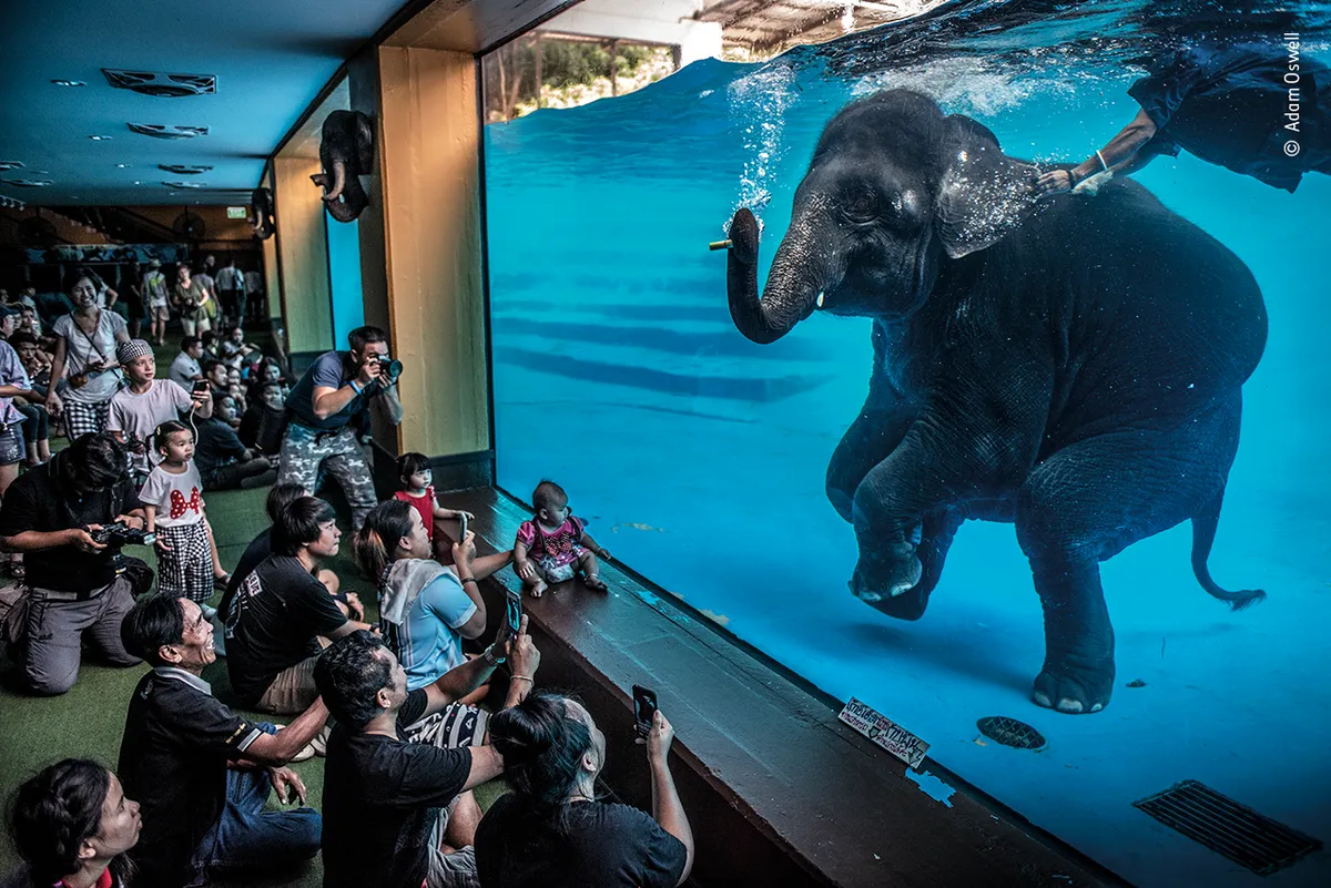 At a zoo, an Asian elephant swims underwater with its keeper. On the other side of the glass, a crowd of people are watching.