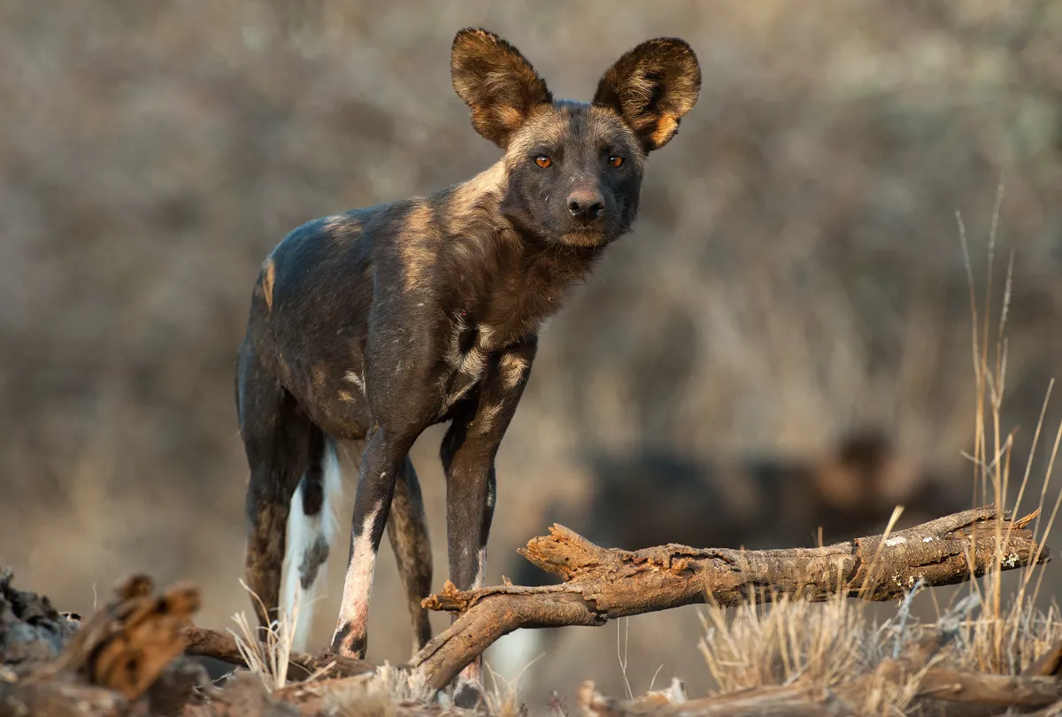 Full view of an African wild dog looking straight into the camera lens, ears pricked up, against a mottled brown background, with fallen tree branch and grass in the foreground.