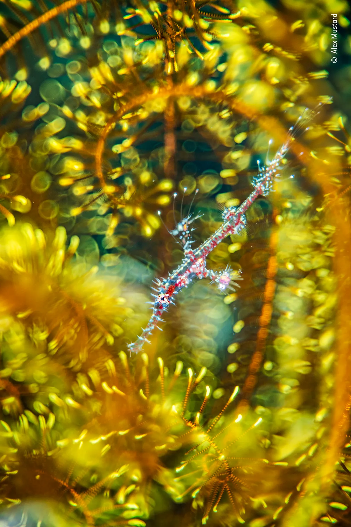 Amongst yellow and orange weed, a small pipefish with pink colouration swims.