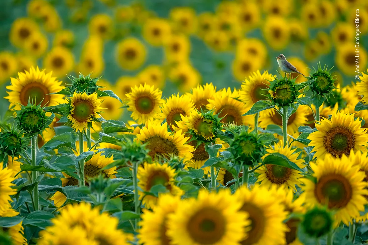 The frame is filled by a field of bright yellow sunflowers (and some that are not yet open). On one of the heads on the right, which is just beginning to open its petals, a small bird perches with its beak open.