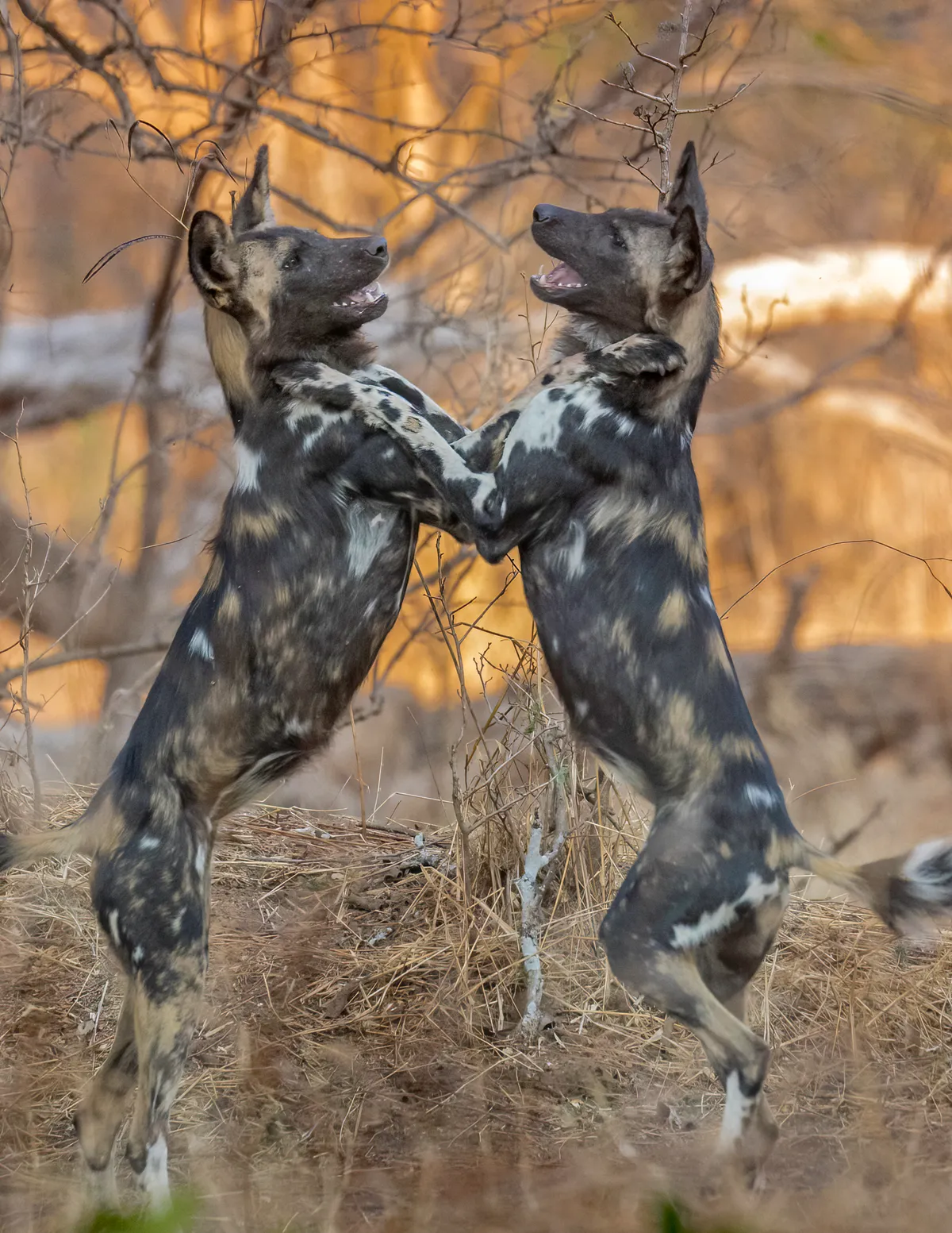 Two African wild dogs, on their hind legs, greet each other, with their front paws on each other’s shoulders, mouths open.