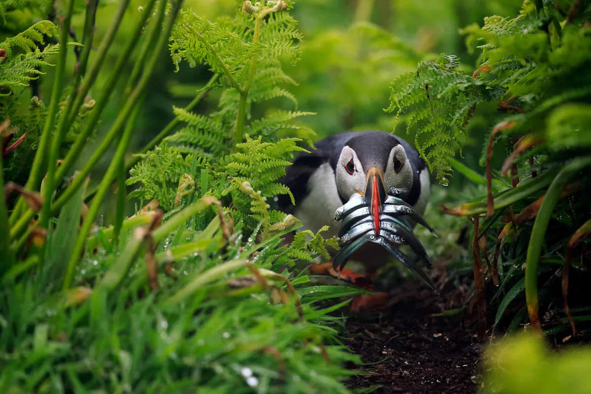 An Atlantic puffin (Fratercula arctica) makes its way seemingly through a tropical forest on Skomer Island. It was trying to find its nesting hole, hidden by the dense vegetation, with a beak full of fish to feed its young. As it ducked through a patch of bracken, in the pouring rain, I was able to capture this beautiful moment.