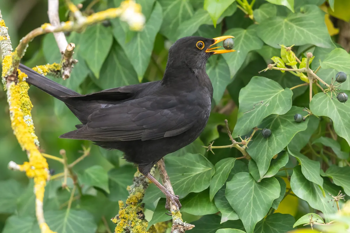 A male blackbird (black body with yellow bill and yellow eye ring) perches on a small branch, with an ivy berry in its beak.