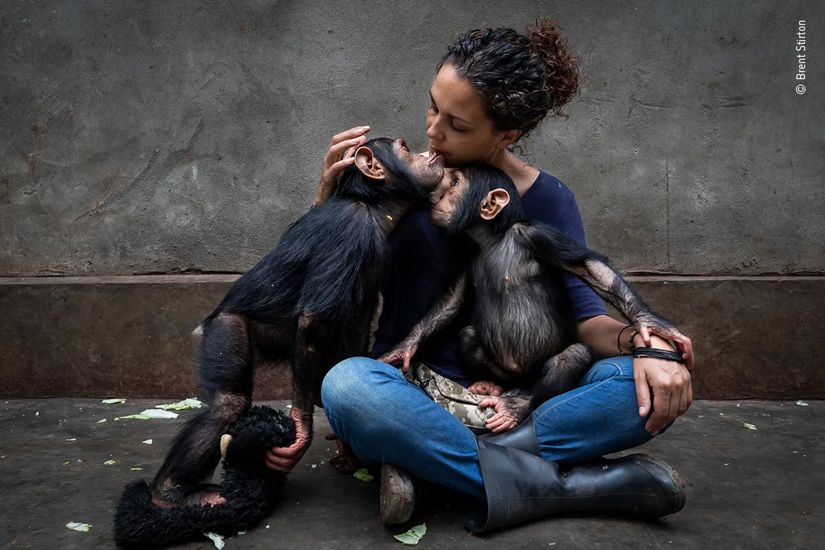 Sitting cross-legged on the floor, a woman has two young chimps on her lap, one is holding a teddy bear.