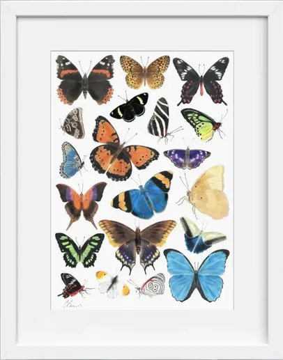 Fine art illustration of butterflies by Christine Berrie
