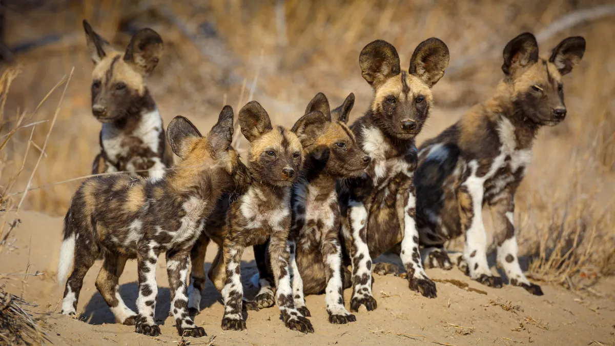 Six young wild dog pups stay close together on the dry, muddy ground, their brown, orange and yellow hews blending in with the surroundings, only given away by the white on their fur.