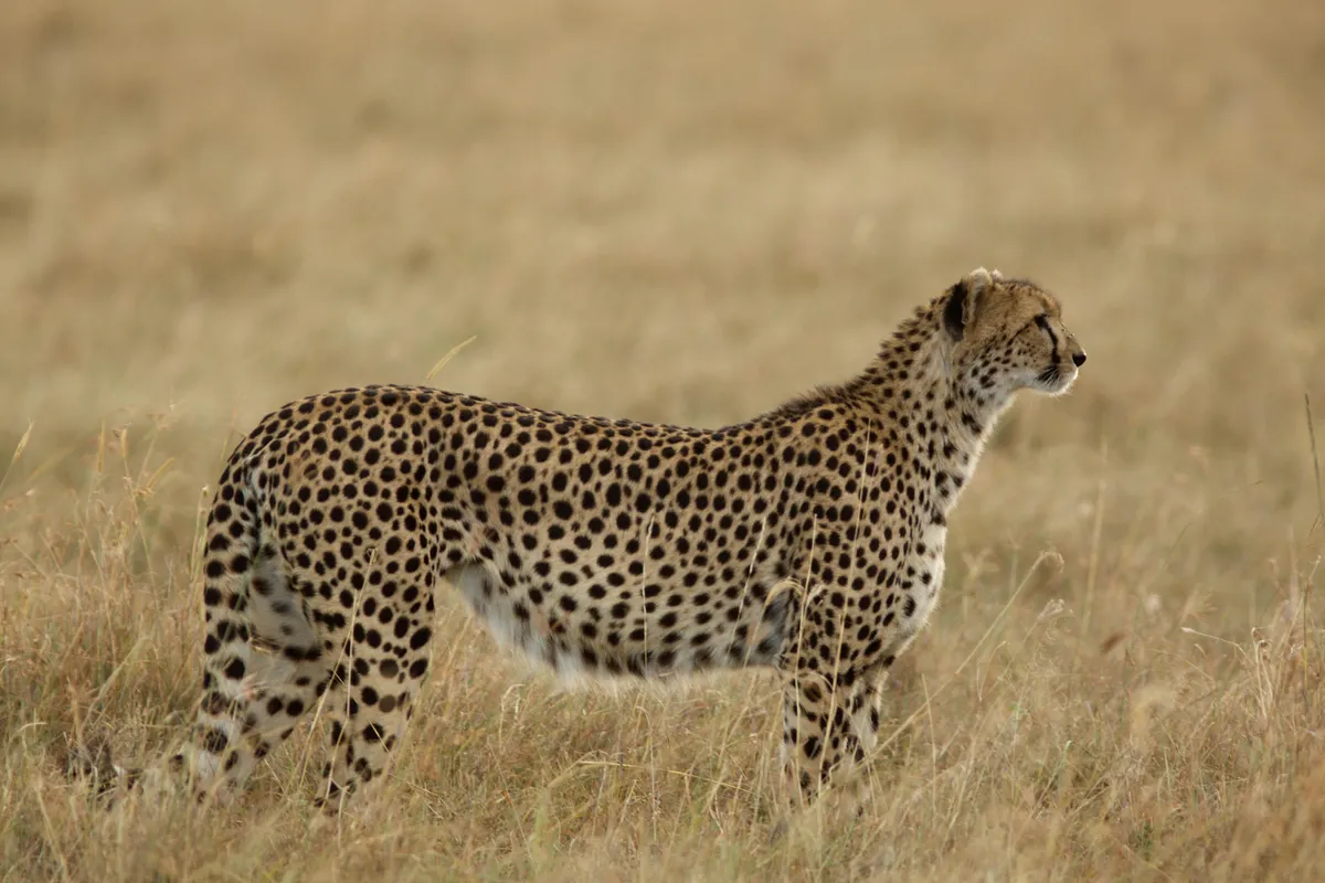 A cheetah stands in grass, looking into the distance