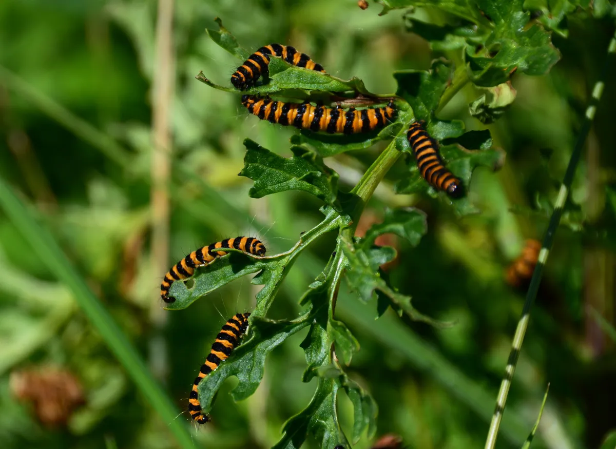 Five black and orange striped caterpillars, which have small hairs coming off their bodies, feeding on the green leaves of ragwort.