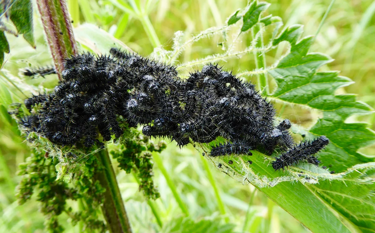 A clump of black and spiky peacock butterfly caterpillars feeding on a nettle leaf that has almost been stripped bare.