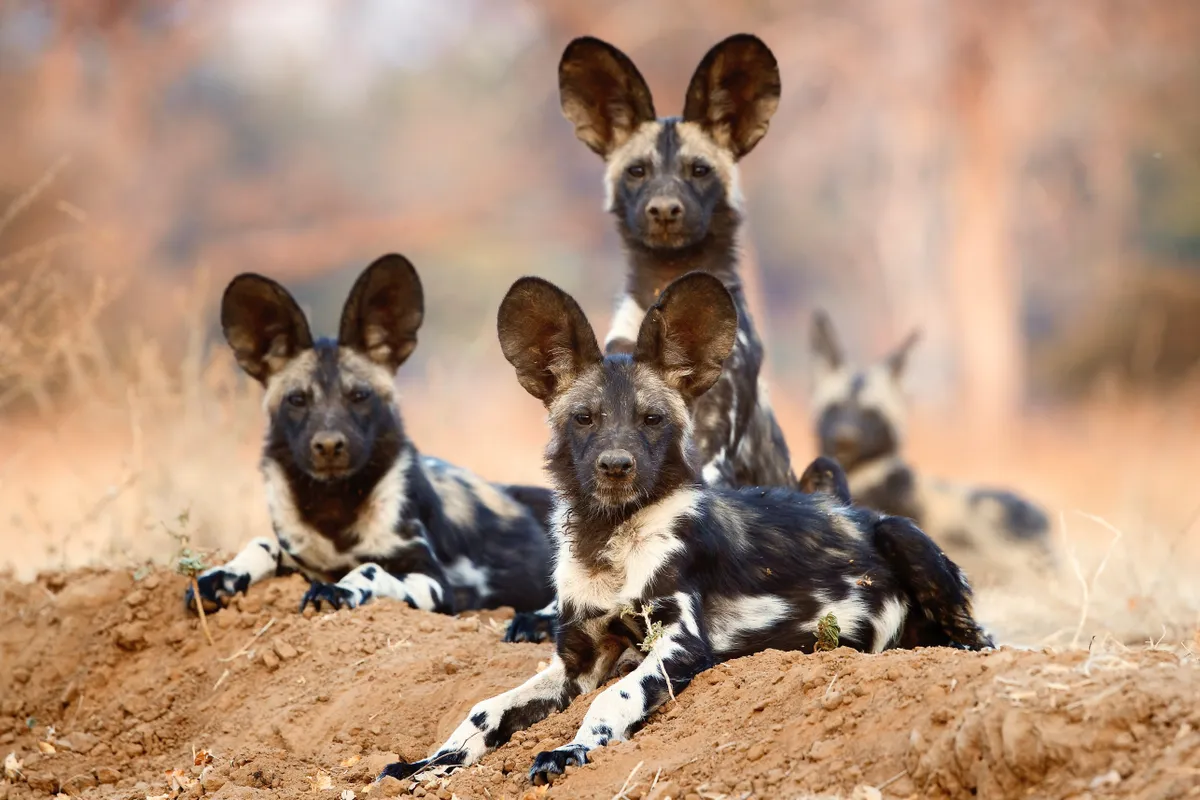 Three young African wild dog pups on a mound of mud, ears up and alert as they look into the camera. Two of the wild dogs are lying on the ground, while the other is sitting up. In the background, a fourth wild dog can be seen.