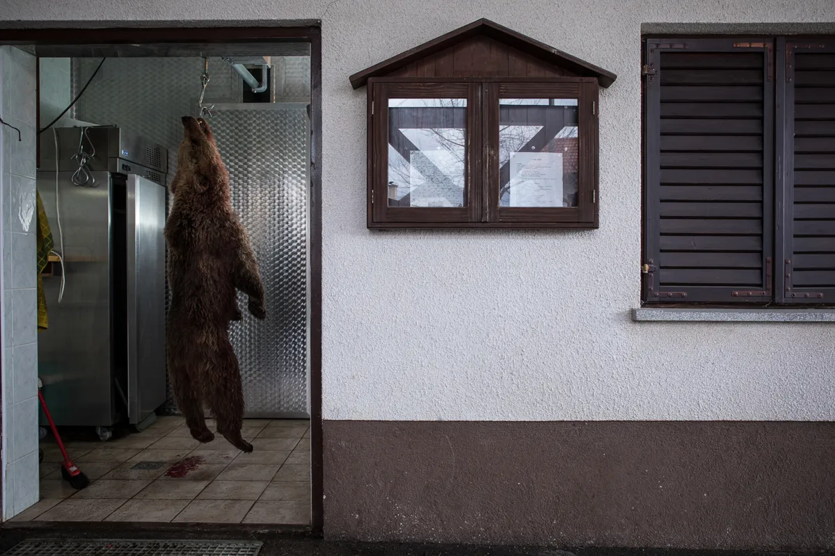 Slovenia is allowed to cull a certain number of bears each year. Culling is legal in Slovenia however highly controversial. In the EU, brown bears are protected by law and in many neighboring countries such as Italy and Austria the number of bears is still very low. However, Slovenia plans to reduce its bear numbers by shooting them.