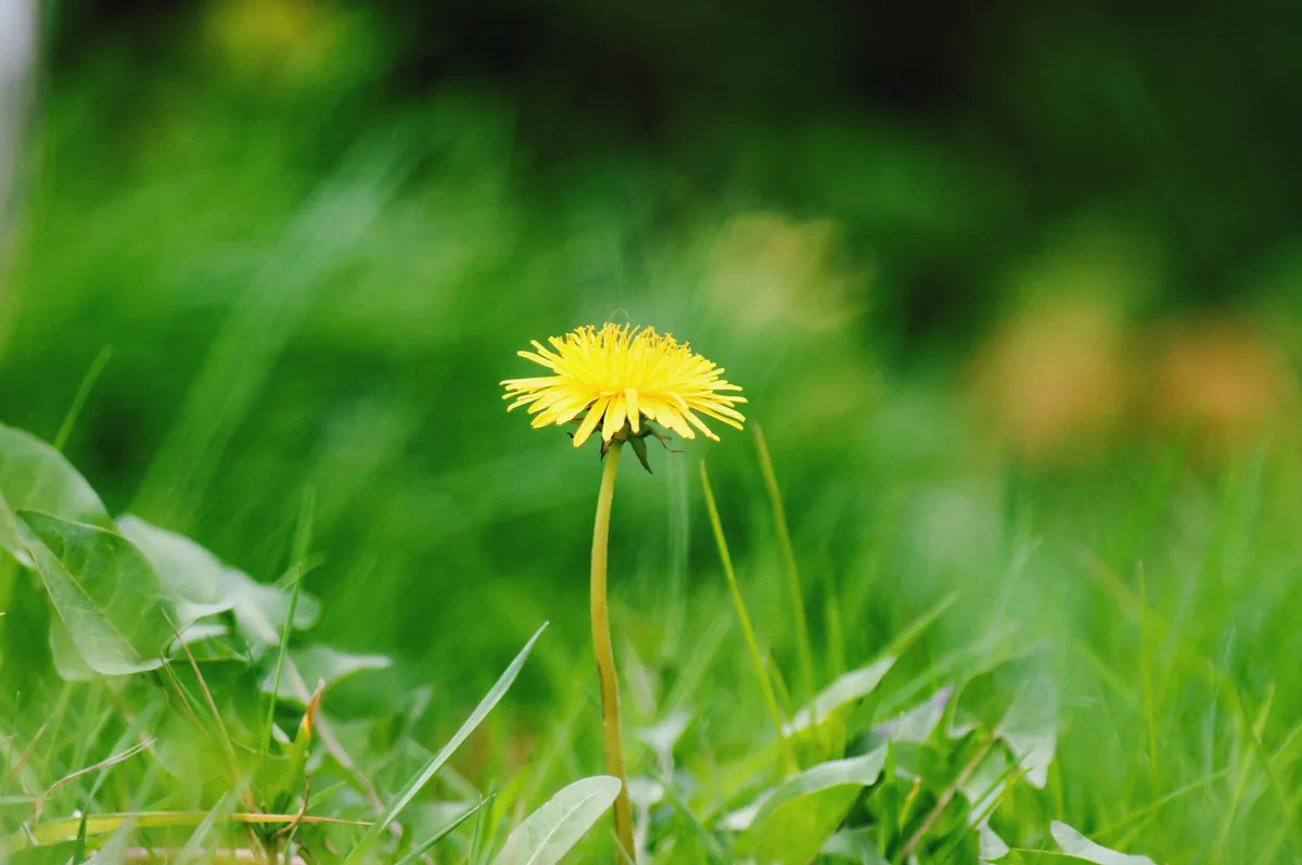 A dandelion flower grows surrounded by grass.