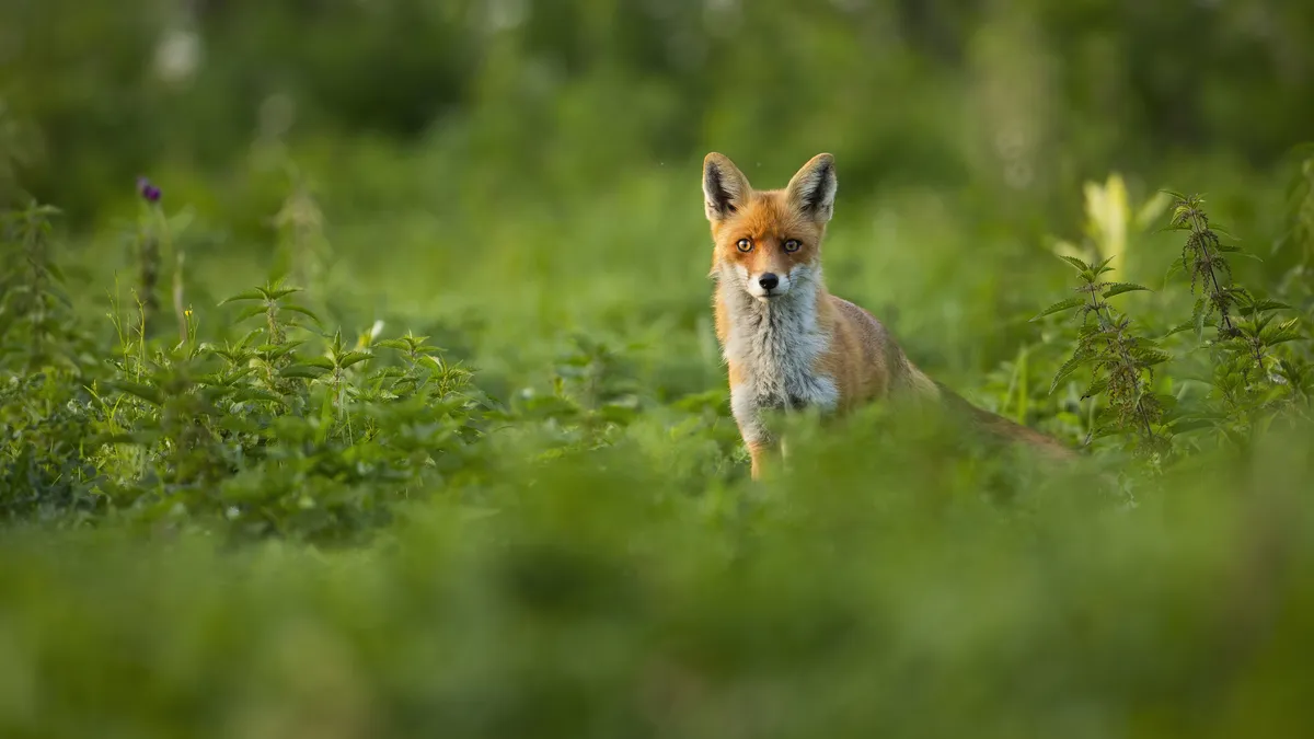 A red fox looks at the camera, surrounded by green nettles.