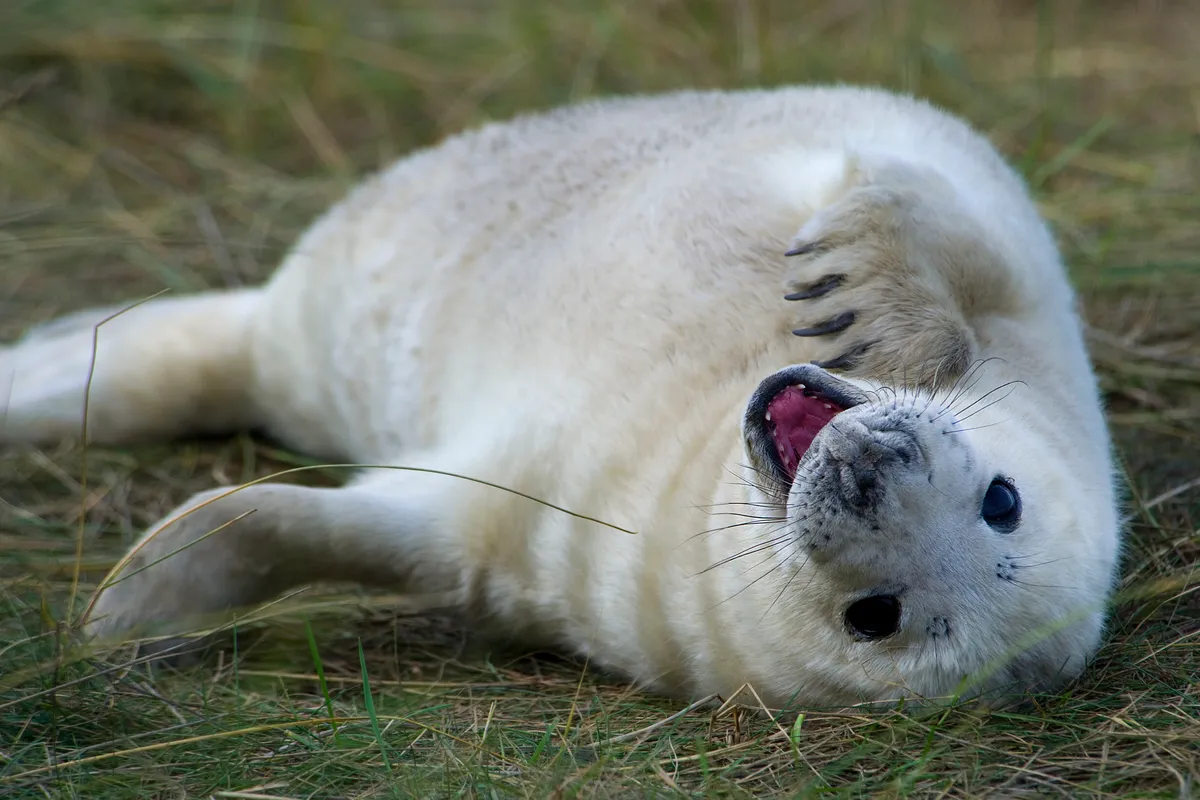 A grey seal pup with white fur lays on its back amongst the marram grass, facing the camera with its mouth open and its paw on its neck.