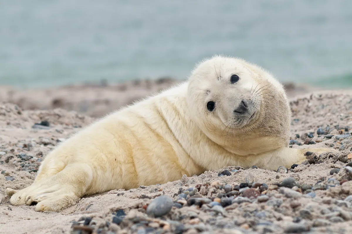 A seal pup with white fur rests on the sandy and stony beach looking at the camera.