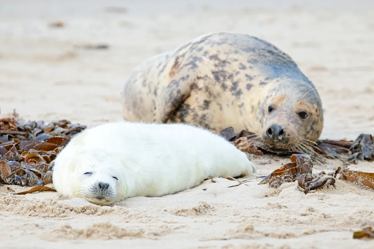 A small pup with white fur rests with its eyes closed on a sandy beach next to some seaweed. Behind it a grey speckled adult (its mother) looks at it.