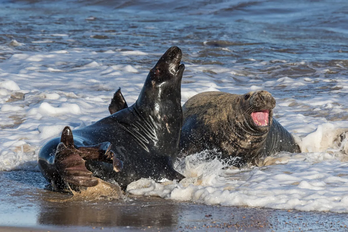 Two male grey seals in the surf of beach. One is very dark and lifting its head into the hair, the other is covered in sand and has its mouth open, looking sideways.